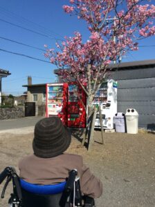 お散歩して桜を見に行きました