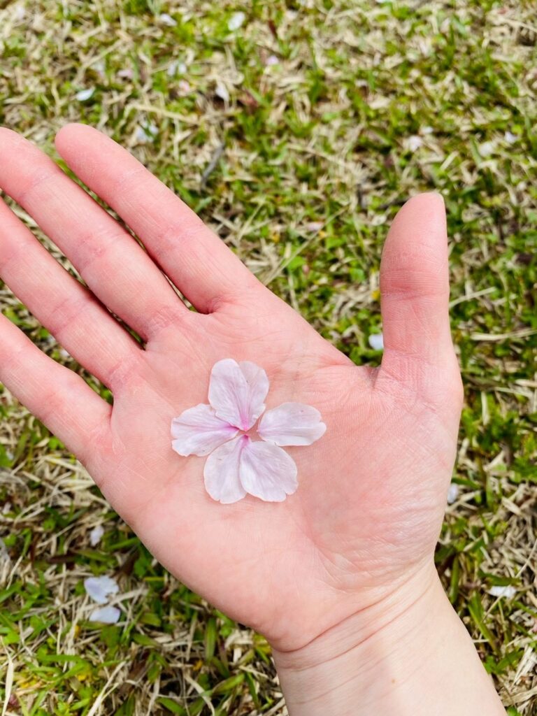 お花見🌸